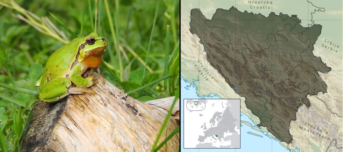 Gatalinka (kišnica): Hyla arborea