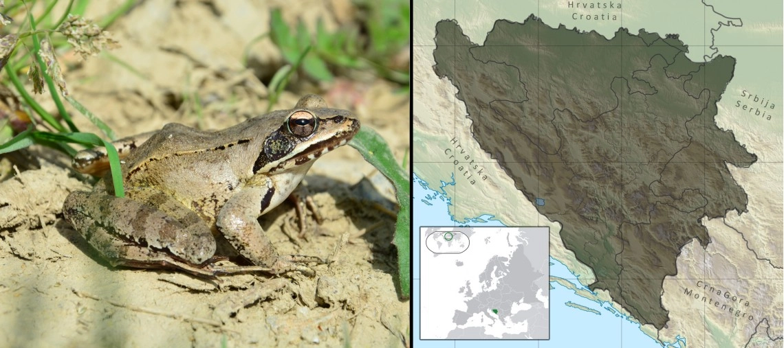 Šumska (rumena) žaba: Rana dalmatina