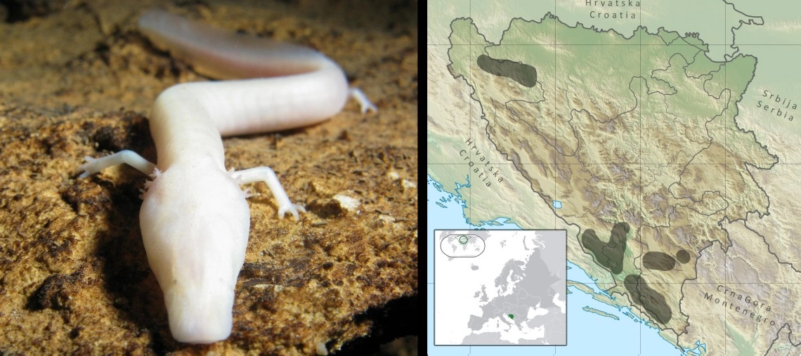 Čovječija ribica: Proteus anguinus