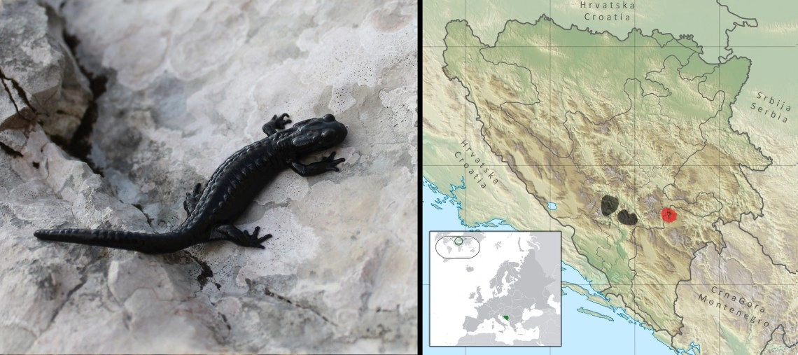 Crni (alpski) daždevnjak: Salamandra atra