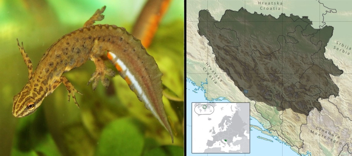 Mali vodenjak (triton): Lissotriton vulgaris