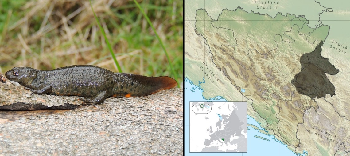 Veliki (makedonski) krestati vodenjak: Triturus macedonicus