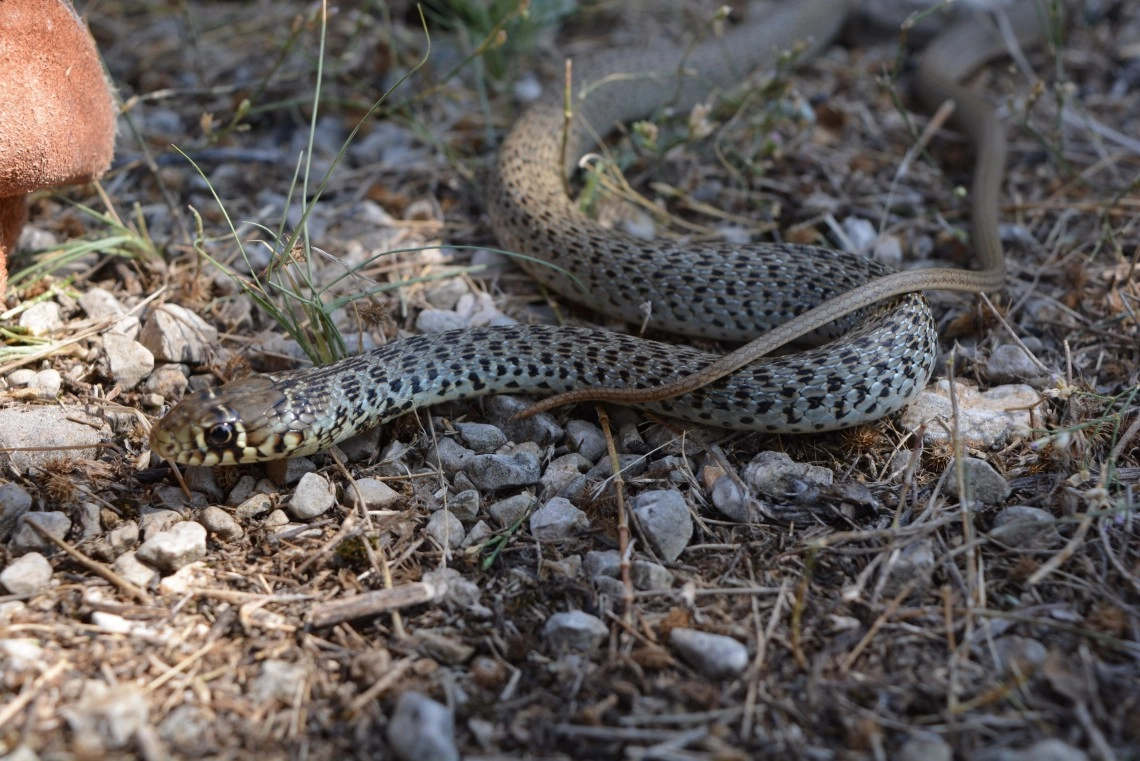 Šesti Internacionalni Biološki Kamp "Stolac, 2016"