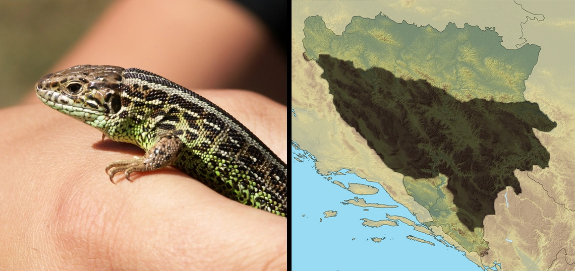 Sivi gušter: Lacerta agilis