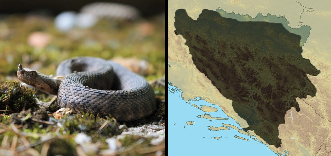 Poskok: Vipera ammodytes