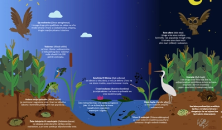 Značaj vodozemaca na obradivim površinama