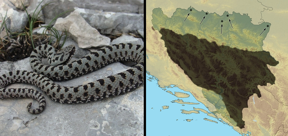 Šarka: Vipera berus