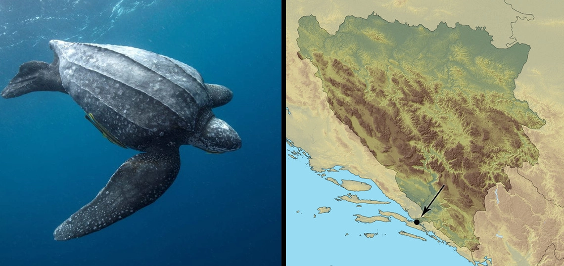 Sedmopruga usminjača: Dermochelys coriacea