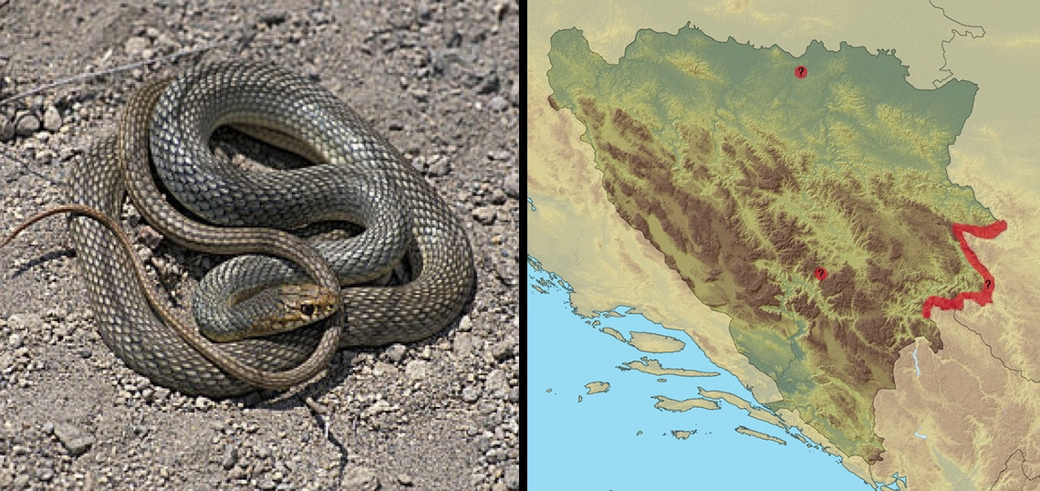 Stepski smuk: Dolichopis caspius