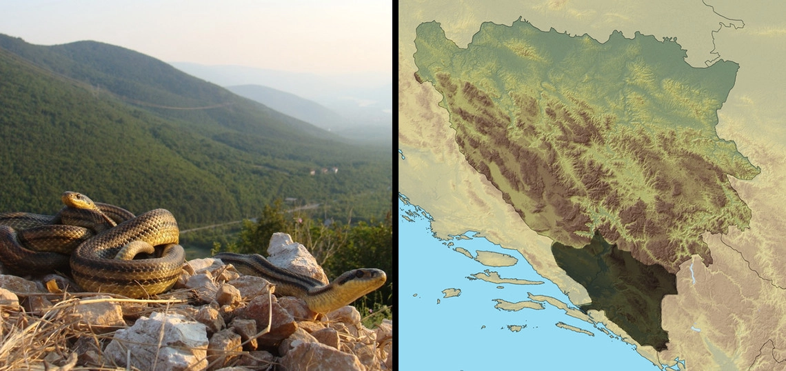 Kravosas: Elaphe quatuorlineata