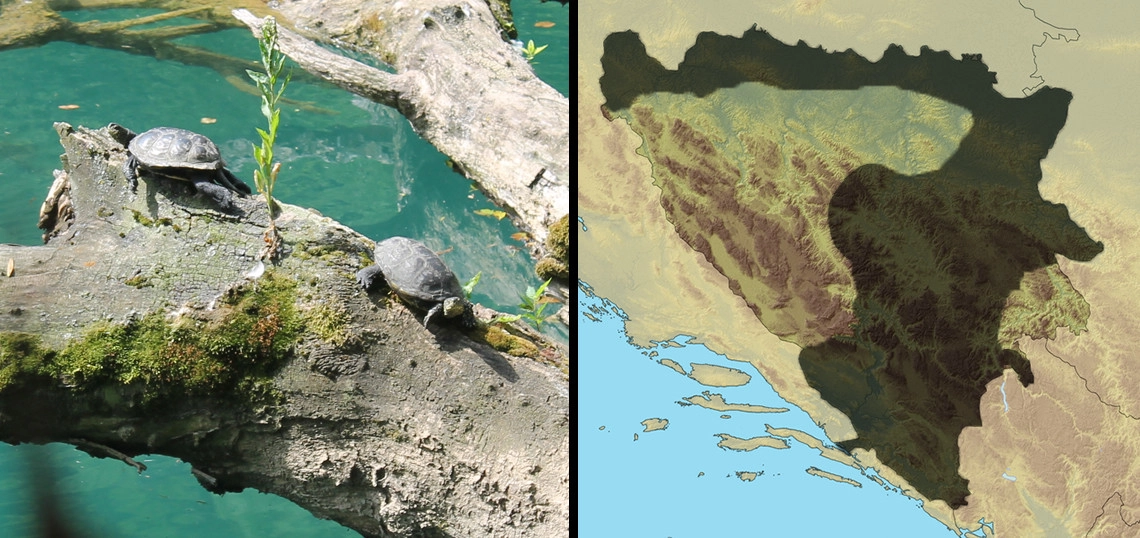 Barska kornjača: Emys orbicularis