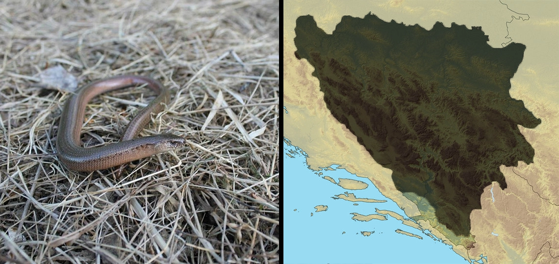 Sljepić: Anguis fragilis