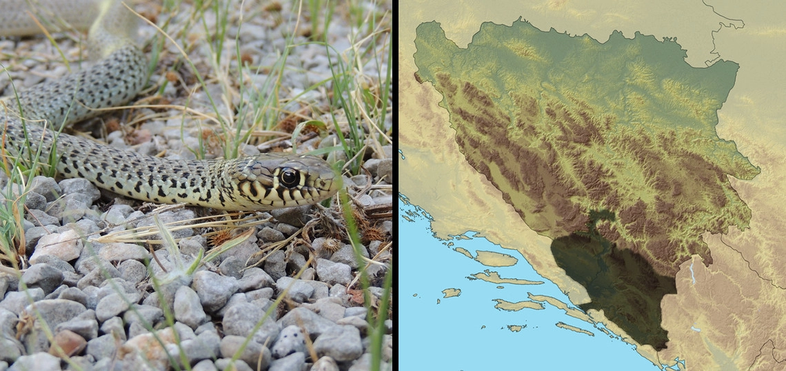 Šara poljarica: Hierophis gemonensis