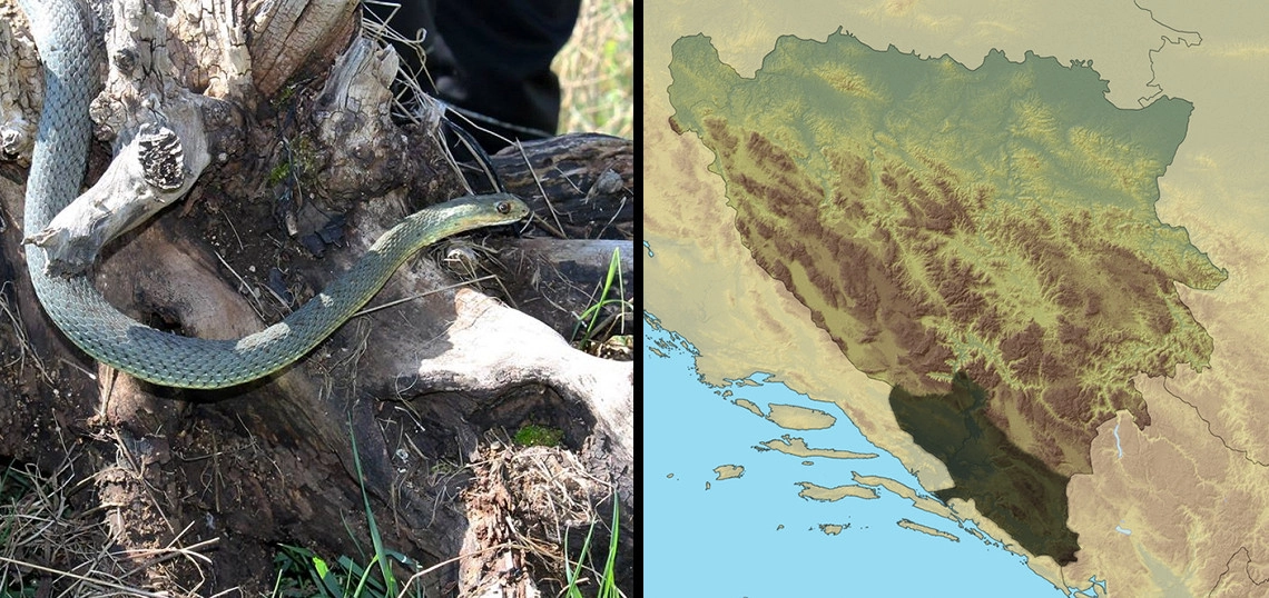 Zmajur: Malpolon insignitus