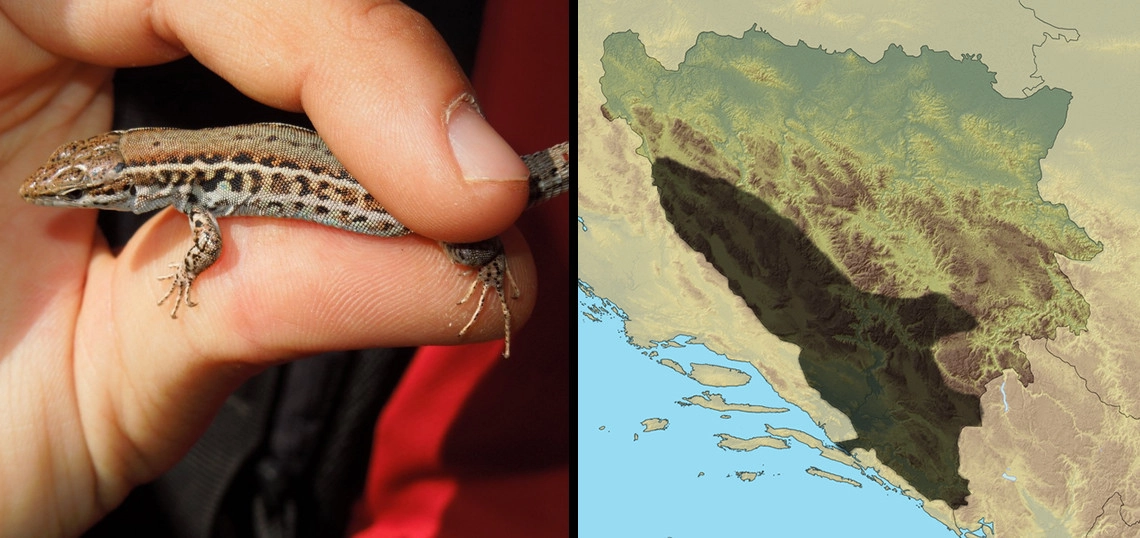 Dalmatinski zidni (krški) gušter: Podarcis melisellensis