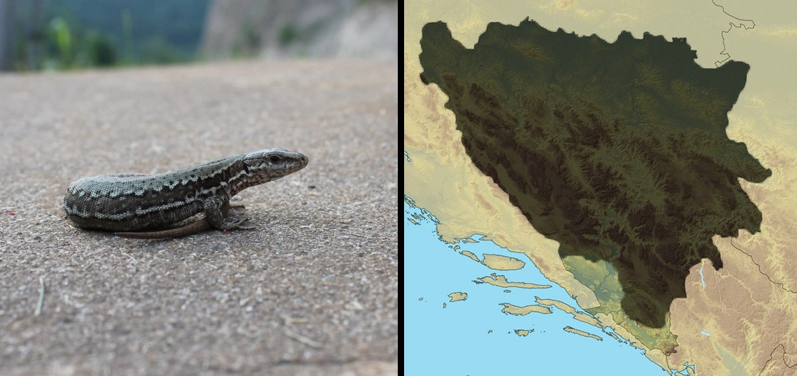 Obični zidni gušter: Podarcis muralis