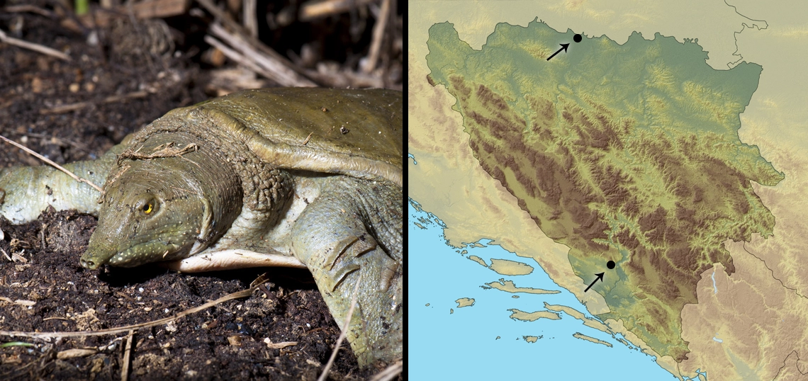 Kineska mekooklopna kornjača: Pelodiscus sinensis