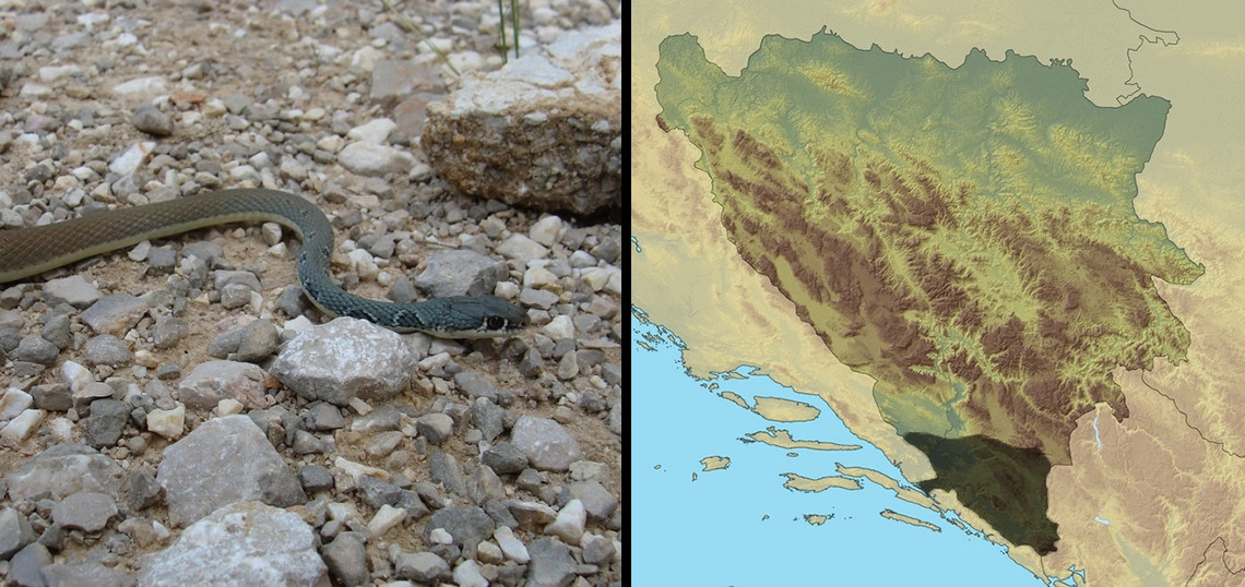 Šilac: Platyceps najadum