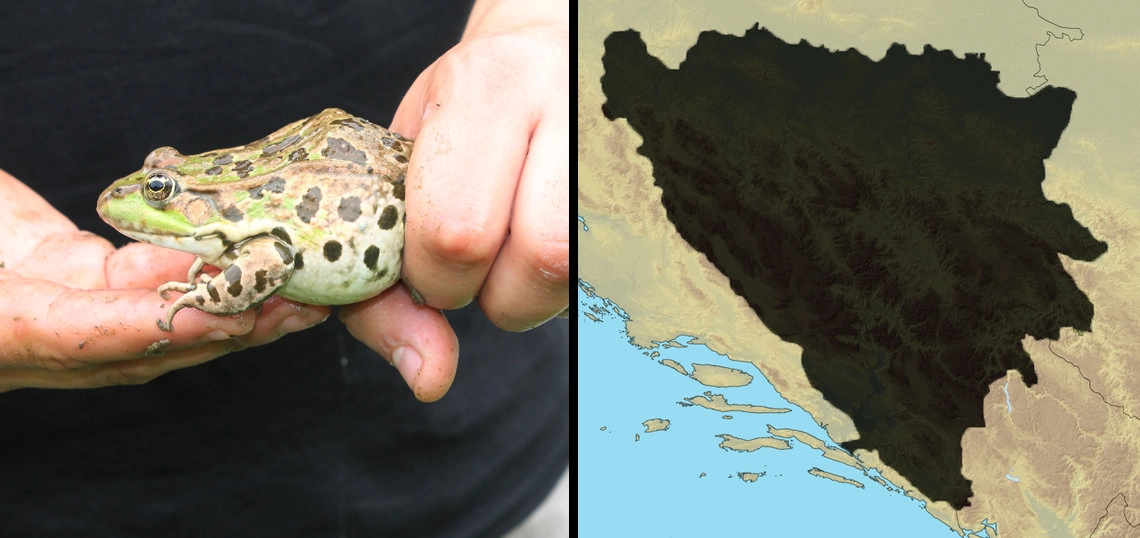 Velika zelena žaba: Pelophylax ridibundus