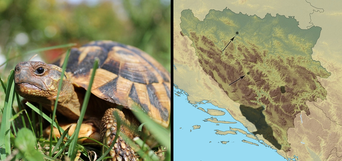 Obična čančara: Testudo hermanni