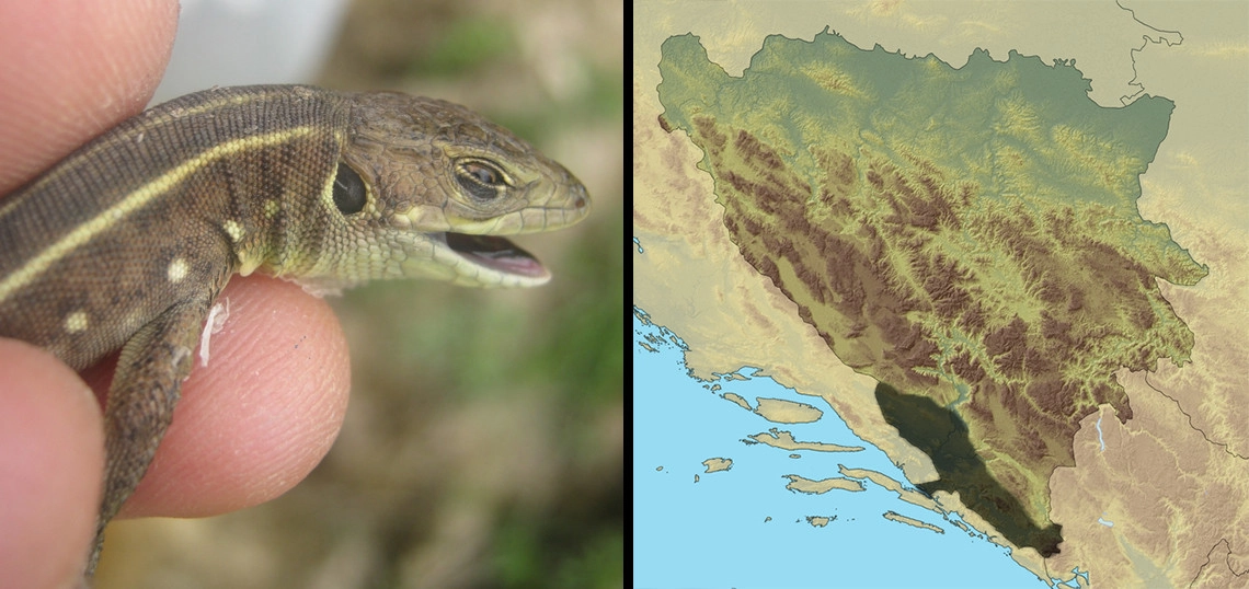 Balkanski (veliki) zelembać: Lacerta trilineata