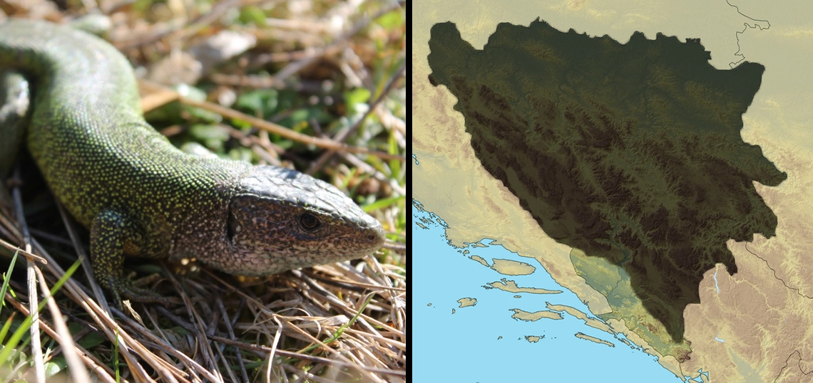 Obični zelembać: Lacerta viridis