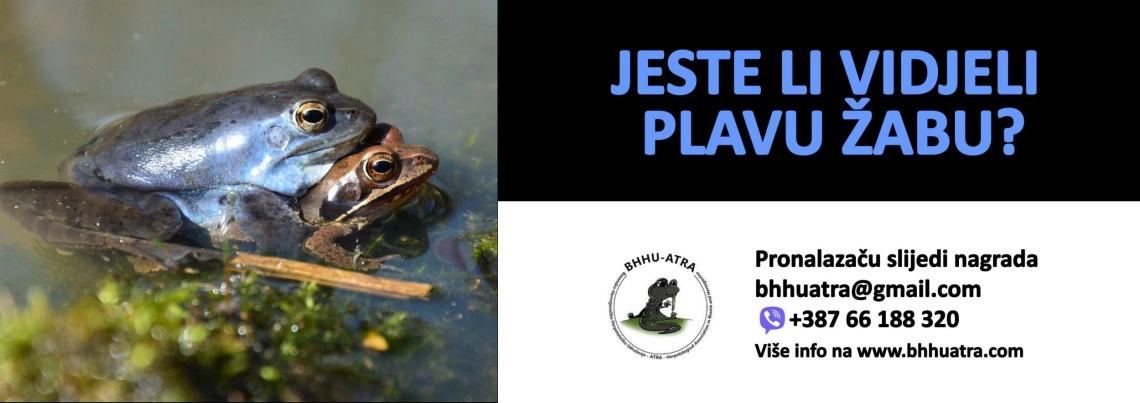 Jeste li vidjeli plavu žabu?