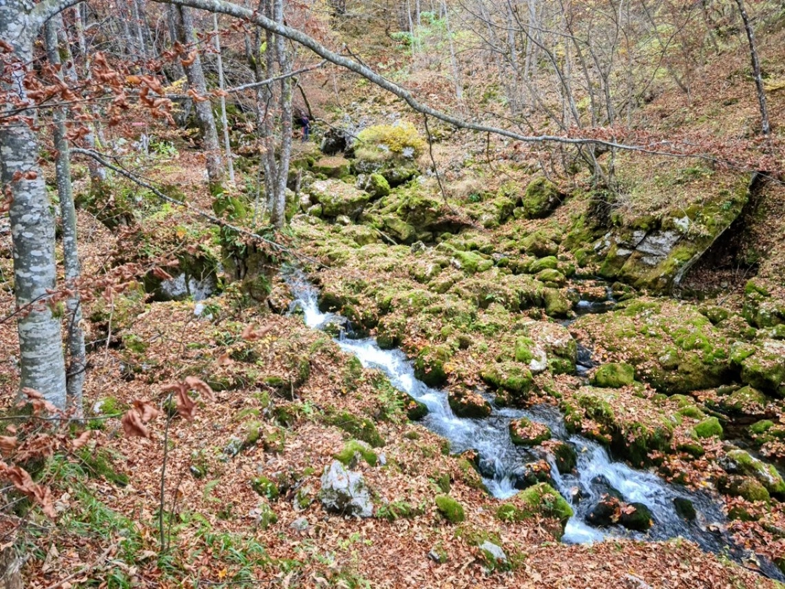 Inventarizacija toka rijeke Željeznice sa posebnim osvrtom na biodiverzitet poplavne šume