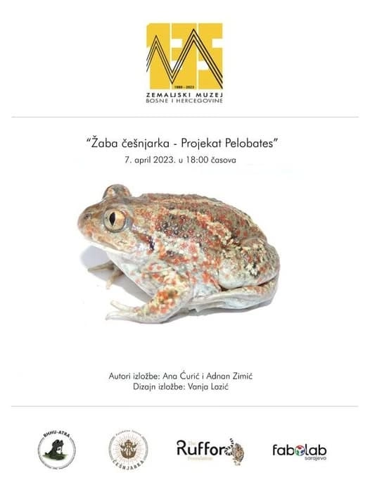 Žaba češnjarka - Projekat Pelobates