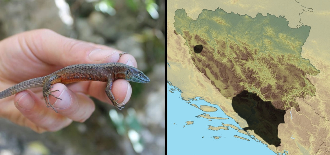 Mrki ljuskavi gušter: Algyroides nigropunctatus