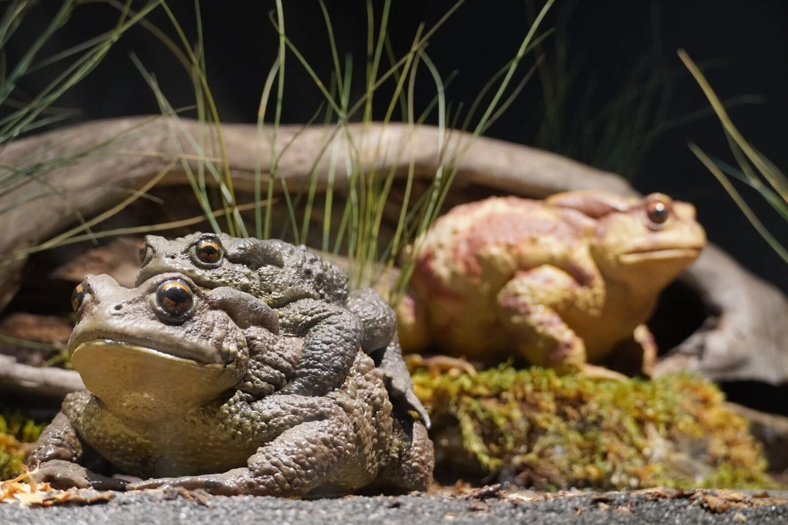 Stalna postavka Zemaljskog Muzeja BiH "Vodozemci i gmizavci Bosne i Hercegovine"
