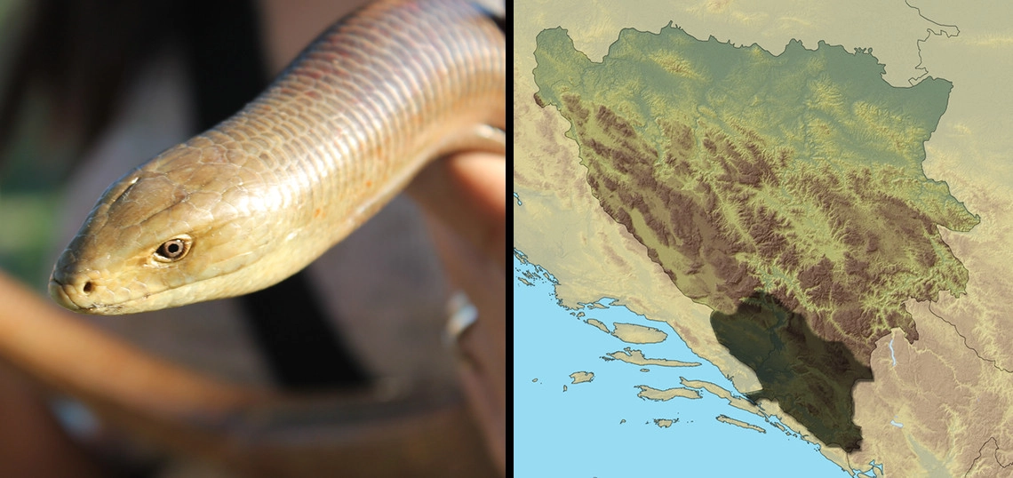 Blavor: Pseudopus apodus