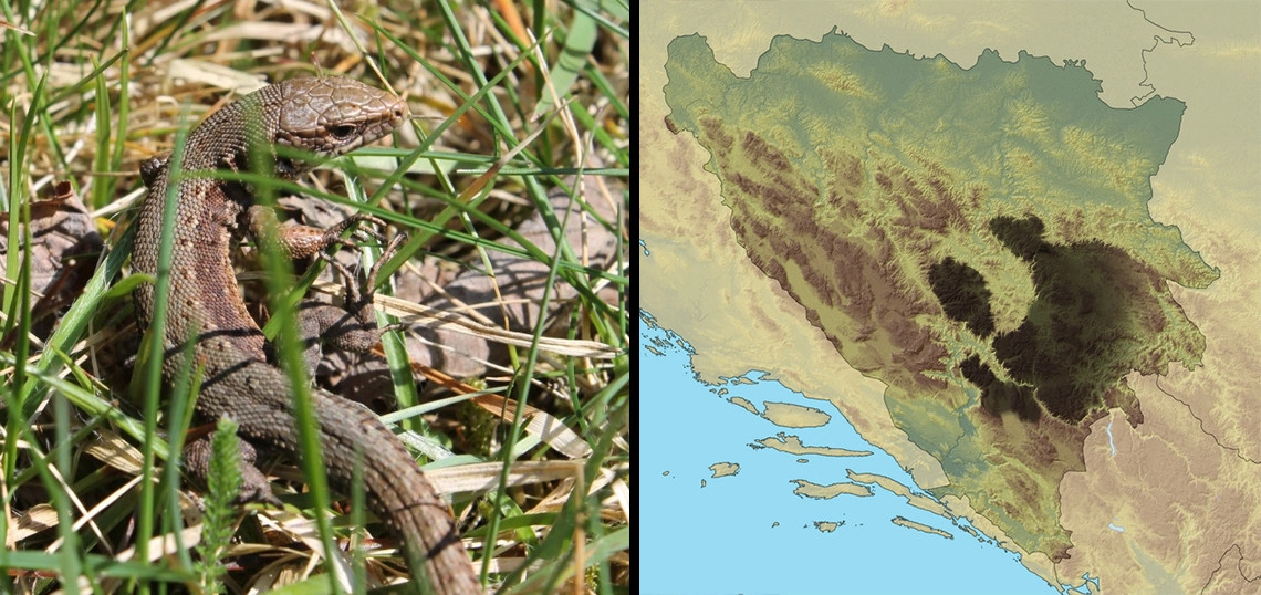 Živorodni gušter: Zootoca vivipara